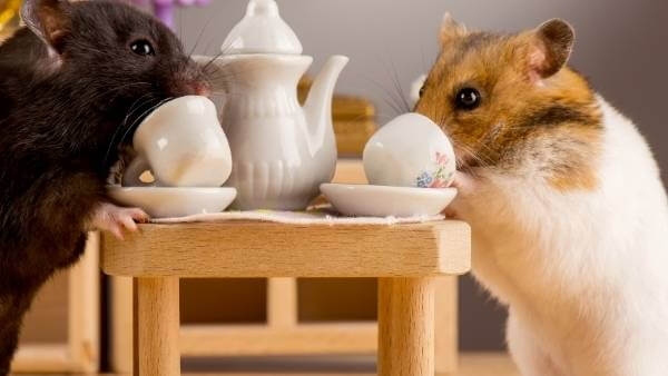 Hamsters can drink water, milk, and other liquids.