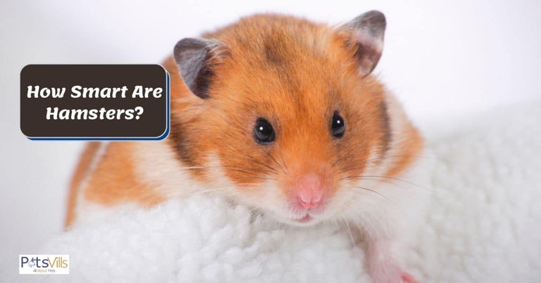 Hamsters have a great memory and can remember things for a long time.