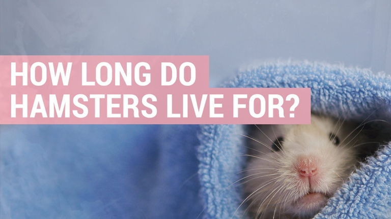 Hamsters have a relatively short life span and will typically live 2-3 years.