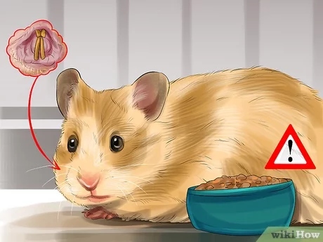 Hamsters' teeth can become yellow due to a lack of proper care.