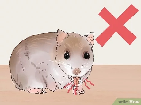 Handle your hamster very gently to avoid stressing them out.