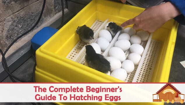 Hatching the eggs is a simple process.