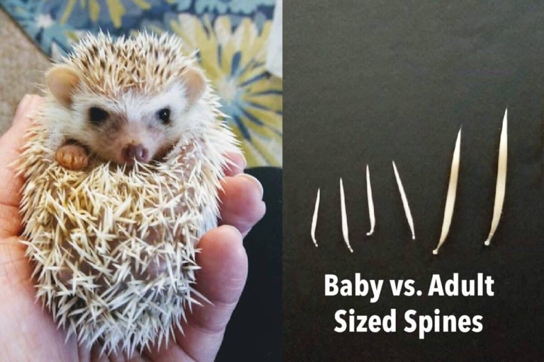 Hedgehog quills are not painful.