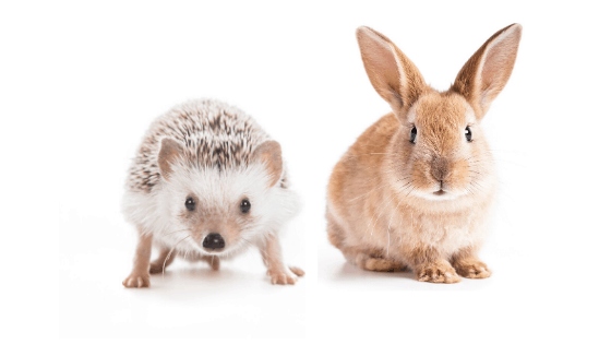 Hedgehogs and rabbits can get along, but they should not be kept in the same cage.