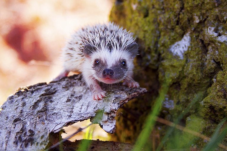 Hedgehogs are able to climb and fit through small gaps.