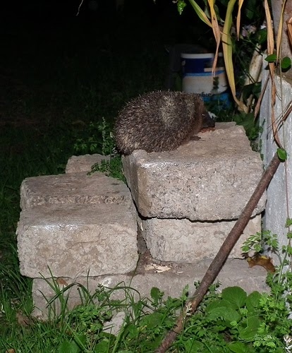 Hedgehogs are able to climb ramps.