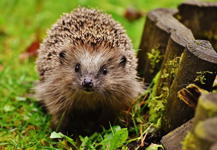 Hedgehogs are able to climb, so any room you make for them needs to be safe by having low walls or barriers.