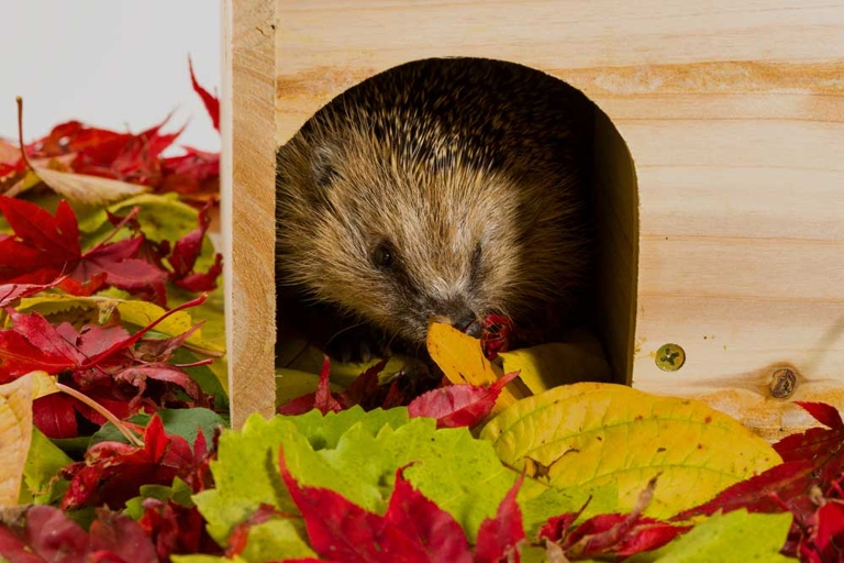 Hedgehogs are able to go into aestivation when they overheat.