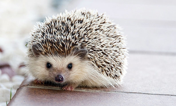 Hedgehogs are able to protect their young by using their sharp quills.