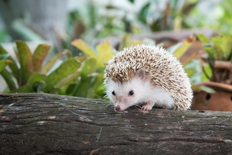 Hedgehogs are able to roll into a ball as a defense mechanism.
