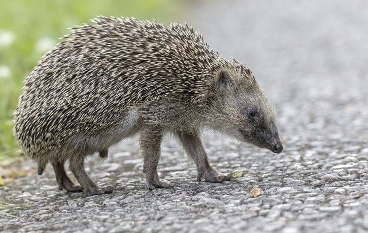 Hedgehogs are able to run up to 6 miles per hour.