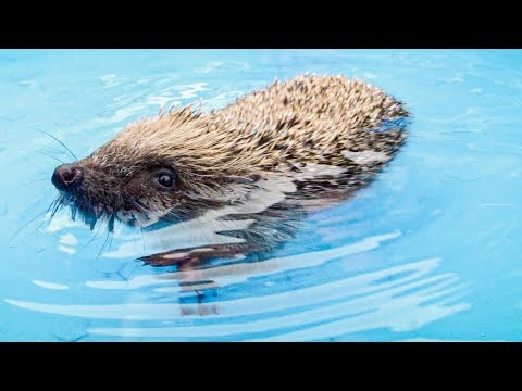 Hedgehogs are able to swim in water, but do not drink it.