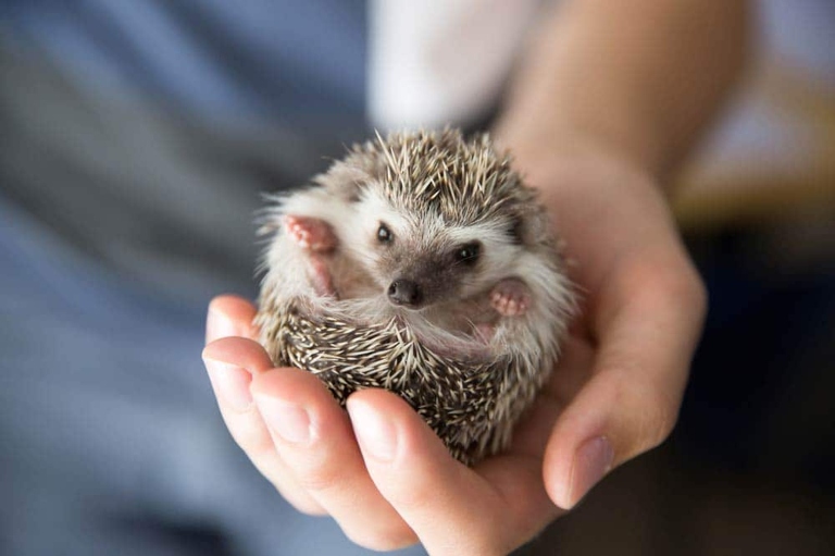 Hedgehogs are able to use vocalizing and other posturing as a deterrent against predators.