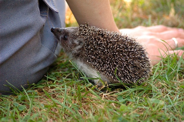 Hedgehogs are capable of feeling love and forming bonds with their owners.
