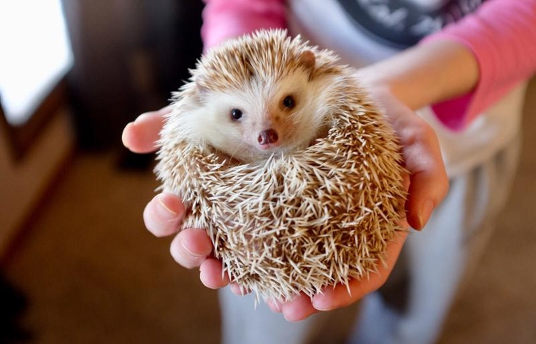 Hedgehogs are delicate animals and should always be handled with care.