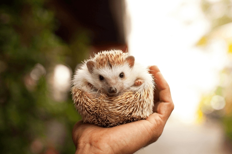 Hedgehogs are fast, but they also like to keep their homes clean.
