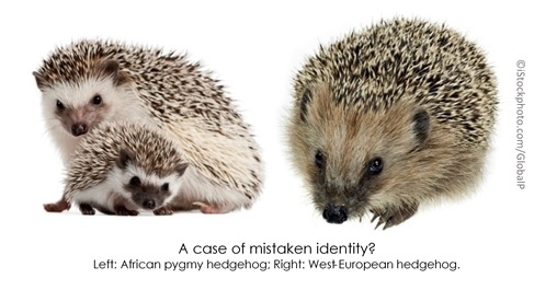 Hedgehogs are found in Africa, Europe, and Asia.