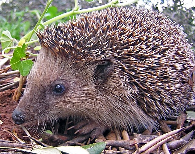Hedgehogs are found in Europe, Asia, and Africa.