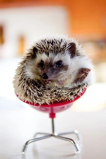 Hedgehogs are generally solitary animals, but they can benefit from having a friend.