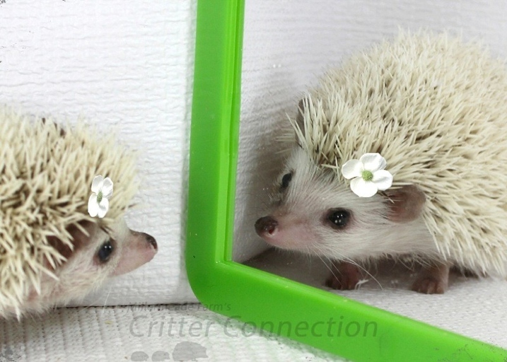 Hedgehogs are generally solitary animals, but they can form bonds with other hedgehogs.