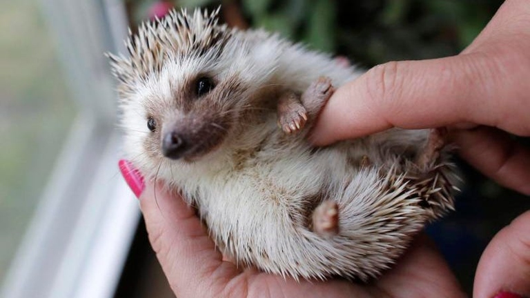 Hedgehogs are hypoallergenic and easy to clean.