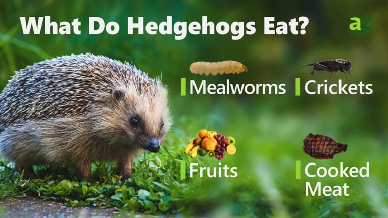 Hedgehogs are insectivores so their diet should consist mostly of insects.