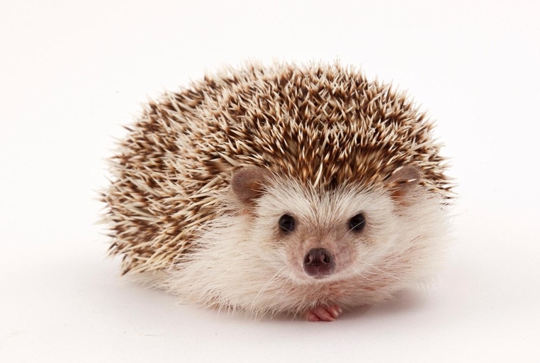 Hedgehogs are intelligent animals that are able to adapt to new environments and learn new things.