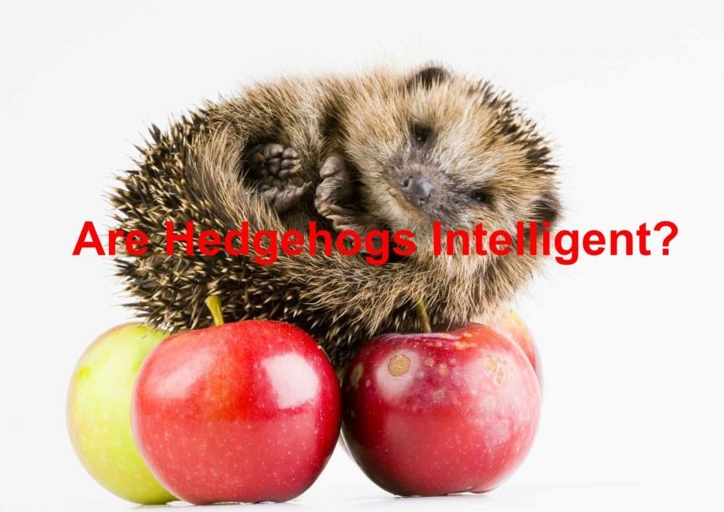 Hedgehogs are intelligent animals that are able to communicate with one another.