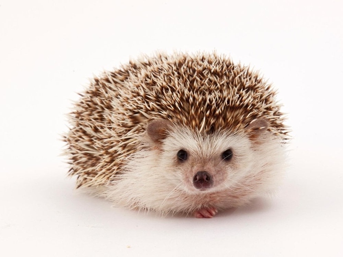 Hedgehogs are intelligent animals that are able to find food sources.