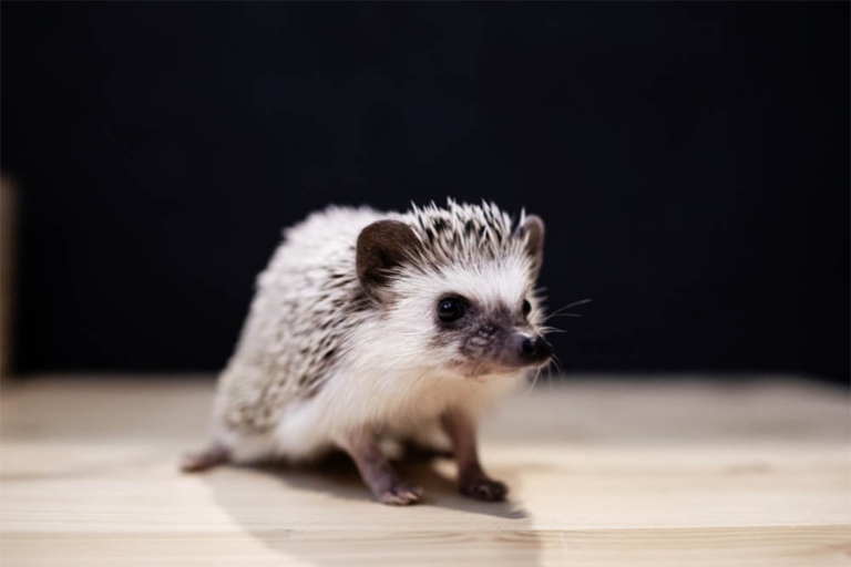 Hedgehogs are intelligent animals that are able to sense when they are in danger.