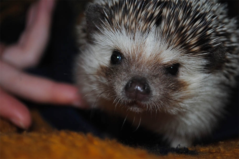 Hedgehogs are intelligent animals that can communicate through coughing, harsh barking, and snoring.