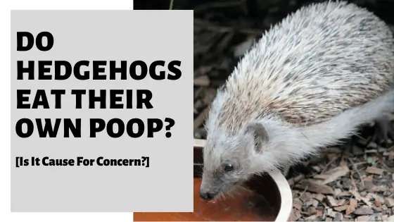 Hedgehogs are known to be clean animals, but they may eat their own poop if their diet is lacking in nutrients.
