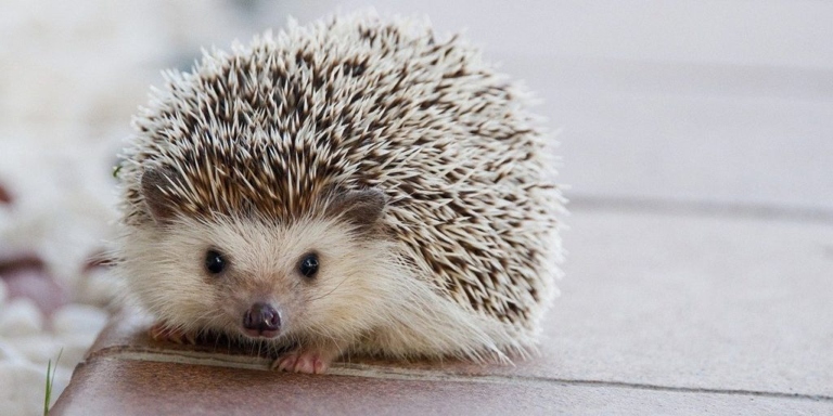 Hedgehogs are known to be solitary animals, but they can also benefit from having a friend.