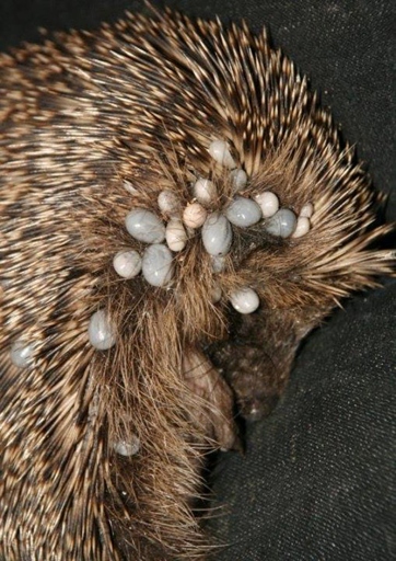 Hedgehogs are known to carry a few different diseases and parasites.