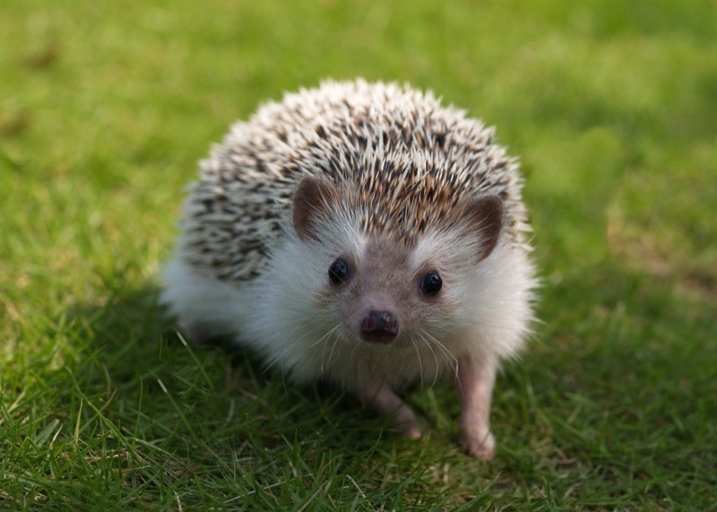 Hedgehogs are known to dig in the wild as a form of exercise.