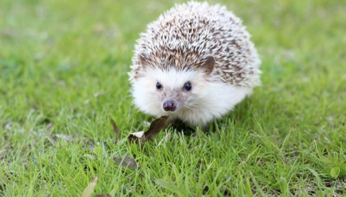 Hedgehogs are known to grunt like pigs when they are happy.
