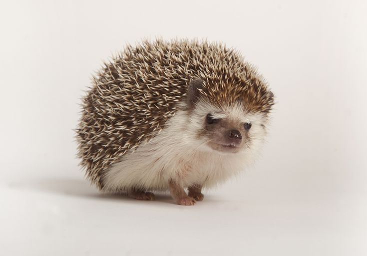 Hedgehogs are low-maintenance pets, but they still require some basic care to stay healthy and clean.