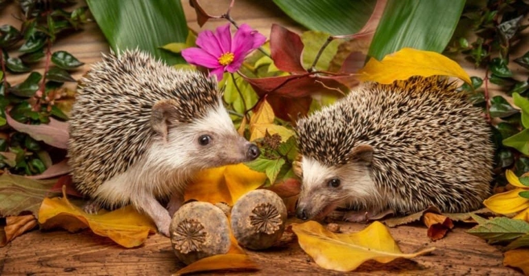 Hedgehogs are members of the Felidae family, which includes lions, tigers, and domestic cats.