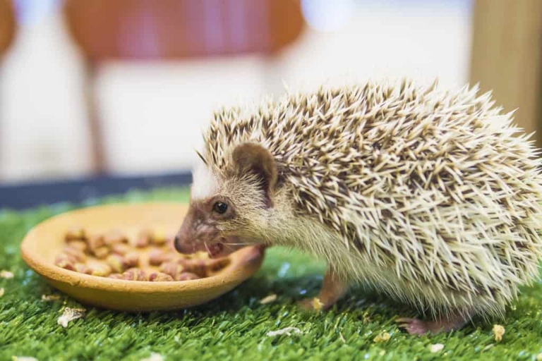 Hedgehogs are mostly carnivores and require a diet high in protein.