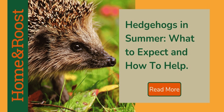 Hedgehogs are naturally equipped to withstand colder weather, but there are a few things you can do to help them stay warm.