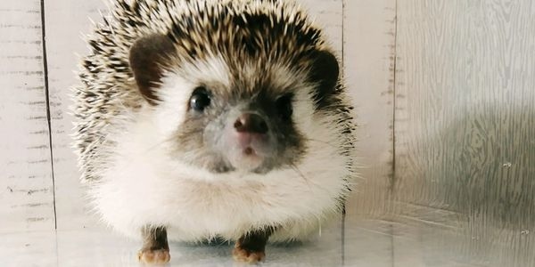 Hedgehogs are naturally shy animals, so it is important to get them used to your smell before handling them.