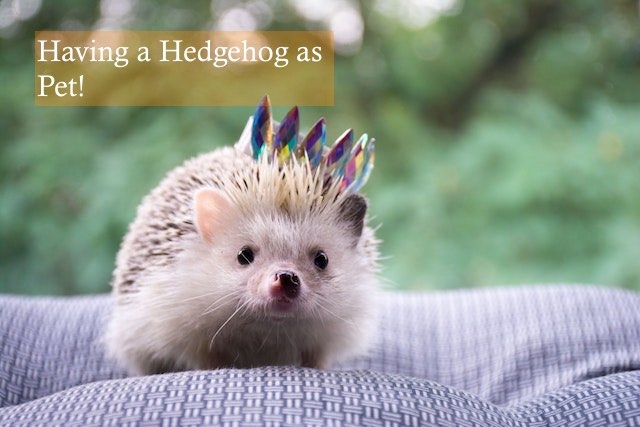 Hedgehogs are naturally shy creatures, so it may take some time for your hedgehog to warm up to you.