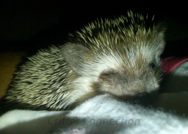 Hedgehogs are nocturnal animals and are very active at night.