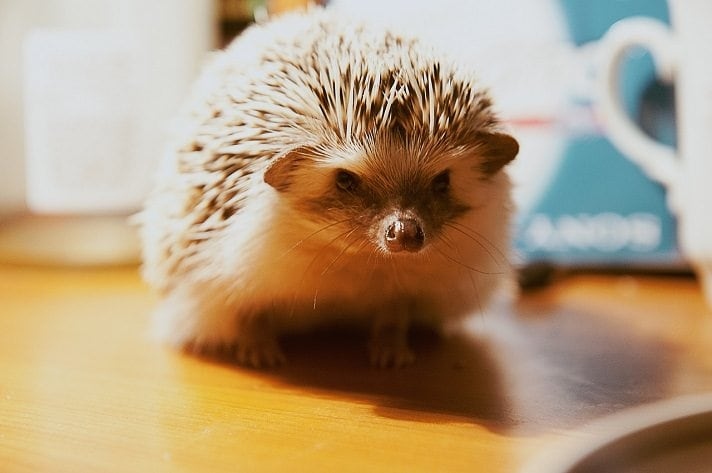 Hedgehogs are nocturnal animals and are very shy, so it can be hard to tell if they are sick.