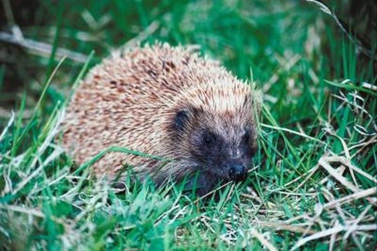 Hedgehogs are nocturnal animals and leaving your window open at night will let them in.