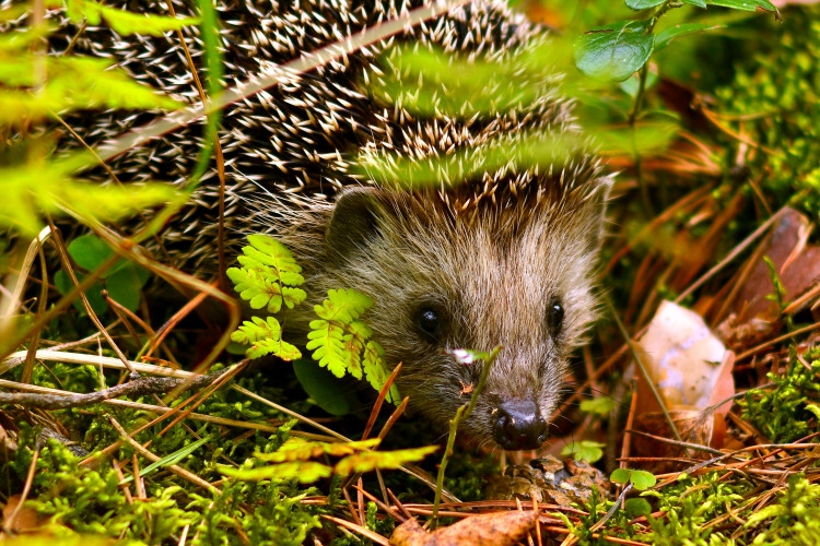 Hedgehogs are nocturnal animals and will run around at night if given the opportunity.