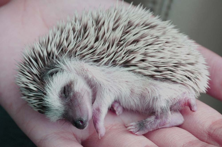 Hedgehogs are nocturnal animals, so the best time to bond with them is at night.
