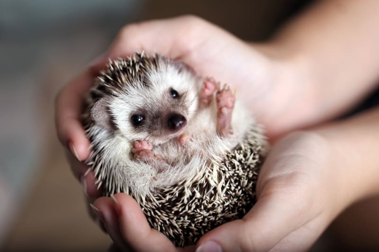 Hedgehogs are nocturnal animals that are known to be shy and solitary.