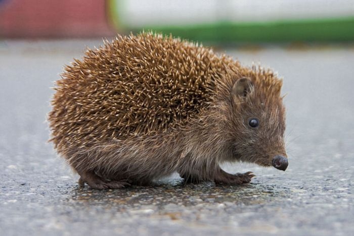 Hedgehogs are nocturnal animals that are native to Europe, Africa, and Asia.