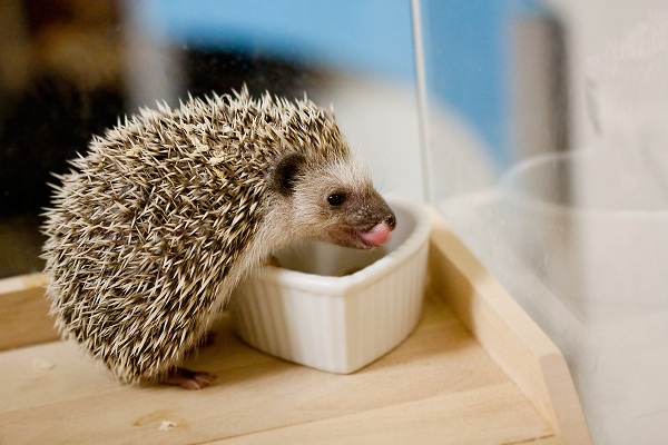 Hedgehogs are nocturnal animals that need a diet high in protein and fat.